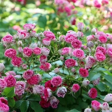 “英国月季之父”：大卫·奥斯汀的月季花园 最美的月季都在这里_品种