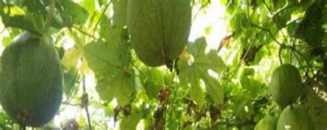 瓜蒌的种子可以吃吗-绿宝园林网