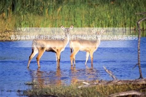 河马,马赛马拉国家保护区,肯尼亚,动物群,野生动物保护区正版图片素材下载_ID:146059774 - Veer图库