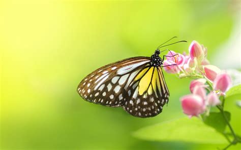 蝴蝶图片-彩色的美丽蝴蝶素材-高清图片-摄影照片-寻图免费打包下载