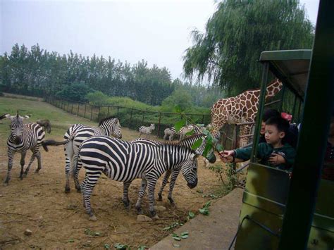 上海野生动物园一群长颈鹿高清图片下载-正版图片501619541-摄图网