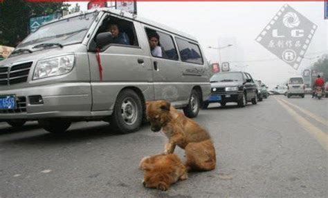2007感动中国十大动物之商丘街头遇车祸小狗冒死救同伴