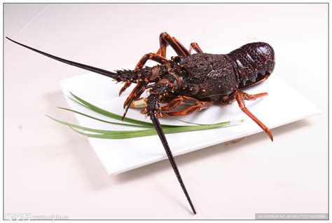 冷冻青龙虾宴会新鲜速冻海鲜澳洲花龙新鲜小青龙虾200-500克只-阿里巴巴