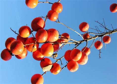 秋天的水果有哪些 —【发财农业网】