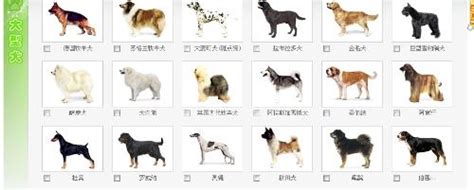 世界名犬图册_360百科