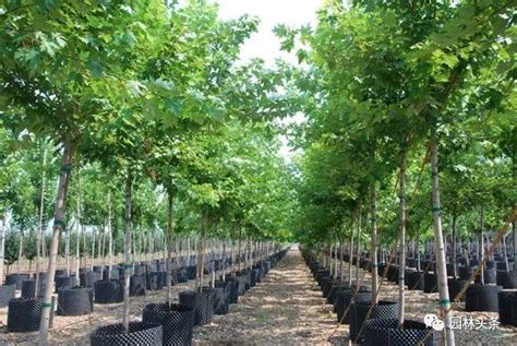 苗木生意一年能赚多少-花卉百科-绿宝园林网