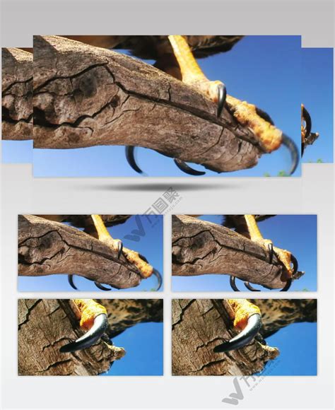 鹰图片-鹰的爪子素材-高清图片-摄影照片-寻图免费打包下载