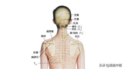 27张高清解剖图——头、面、颈部骨骼及肌肉
