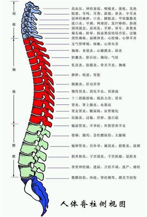 脊柱解剖 - 新闻资讯 - 广东脊祥万岁健康管理有限公司