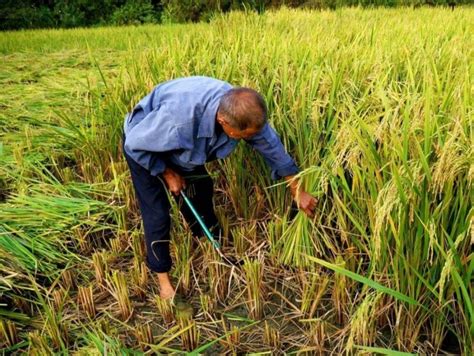 收割晚季水稻，亩产量高达1200斤