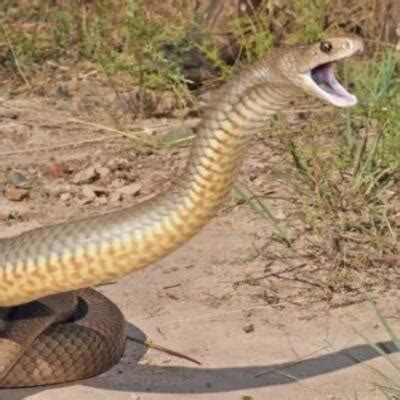 全球最毒的十大毒蛇排行榜：银环蛇上榜_巴拉排行榜