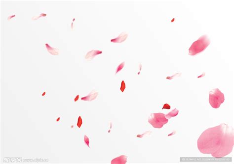 花瓣笔刷图图片