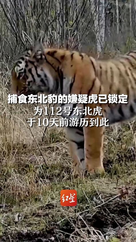 捕食东北豹的嫌疑虎已锁定：为112号东北虎，于10天前游历到此_凤凰网视频_凤凰网