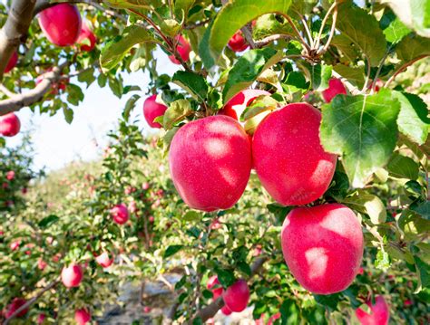 最美苹果图片,好看的苹果图片,苹果水果图片大全大图_大山谷图库