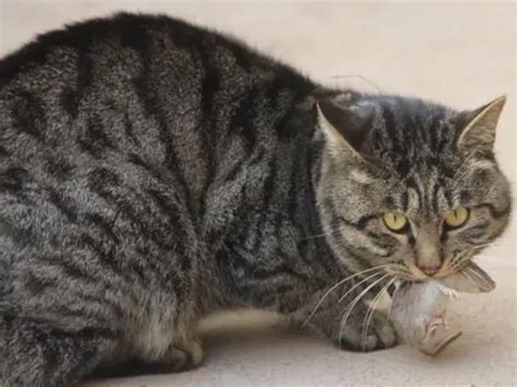 猫咪天生会抓老鼠吗（现在的猫咪为什么不抓老鼠） - 胖萌舍宠物网