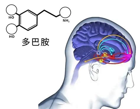 多巴胺图片