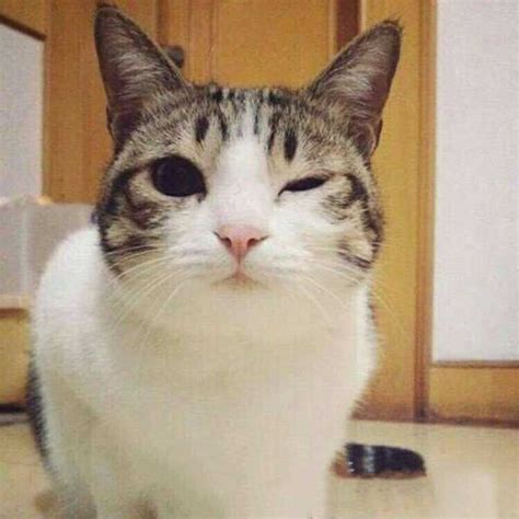 wink~表情包图片 wink~表情包图片