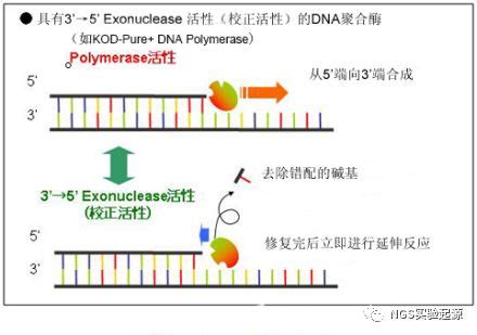 陈晓亚研究组发现植物辅酶Q合成途径关键酶----中国科学院分子植物科学卓越创新中心/中国科学院上海植物生理生态研究所