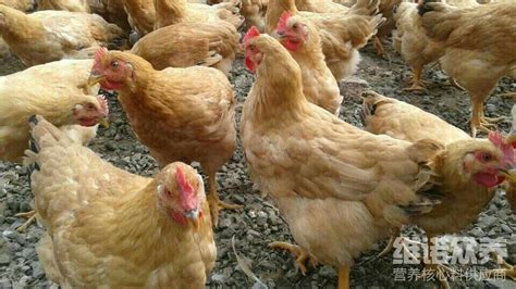 配方师必备系列：最全面的家禽生产性能与饲养管理指标！_搜狐汽车_搜狐网