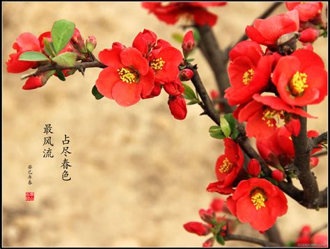 贴梗海棠图片