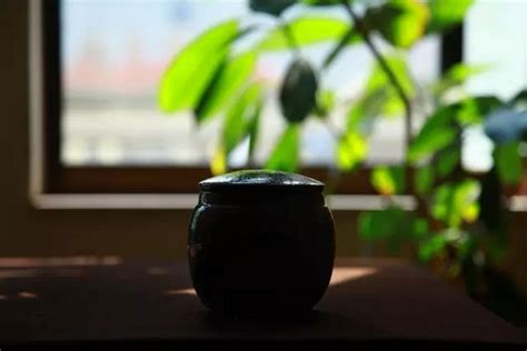 早春绿茶，如何辨清茶叶品质？ - 茶叶知识 - 美壶网