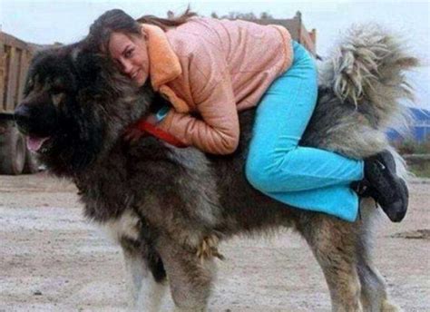 世界上最大8只狗狗，高加索犬可以当成马骑，第4腿长2.18！