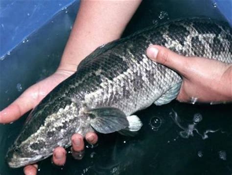 黑鱼的生活习性及特点 - 百科 - 酷钓鱼