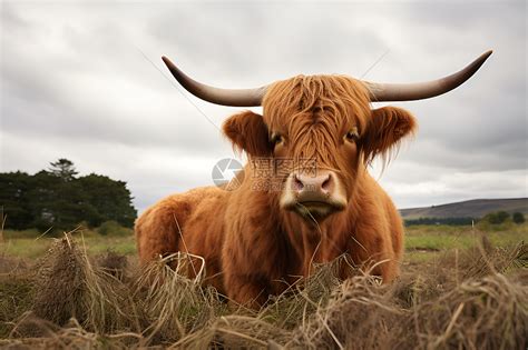 荒草地上有一只牛高清图片下载-正版图片600904989-摄图网