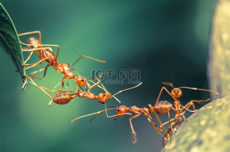 蚂蚁的行动。蚂蚁桥团队团结，概念团队齐心协力