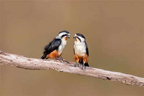 红腿小隼图片