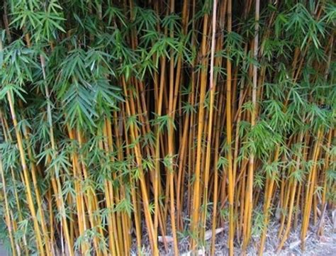 十大名贵竹子品种排名(世界十大奇竹有哪些) - 考资网