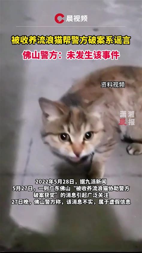 带你了解宠物医生与流浪猫的故事_凤凰网视频_凤凰网