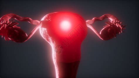 女性生殖性系统医学插画插画图片下载-正版图片401789439-摄图网