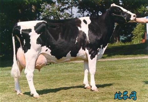 奶牛泌乳期分为几个阶段？ - 农业种植网