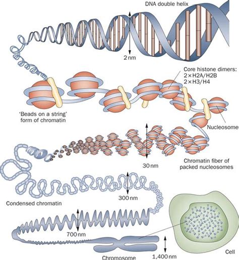 一种等温解开双链DNA及制备单链DNA的方法与流程