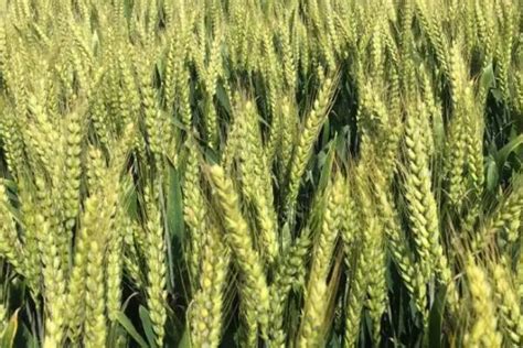 百农4199 小麦种子【价格 批发 公司】-河南众人联合农化有限公司