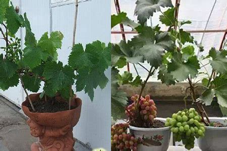 盆栽葡萄使用老桩和小苗种植，有什么区别呢，盆栽葡萄如何养护_进行