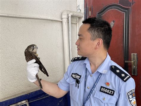 民警市民接连救助野生鸟类，其中还有国家二级保护动物