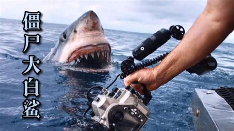 摄影师水下偶遇大白鲨同类相残 - 海洋财富网