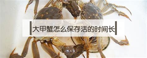 螃蟹的常见种类及图片大全-农百科
