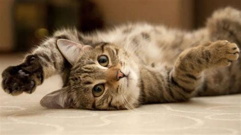 布偶猫能活多久 布偶猫如何饲养 | 爱宠网