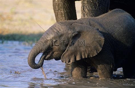 小非洲象(Loxodonta Africana)和妈妈在水坑边喝水高清摄影大图-千库网