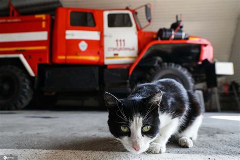 俄罗斯猫咪火灾中获救 安家消防站成“团宠”