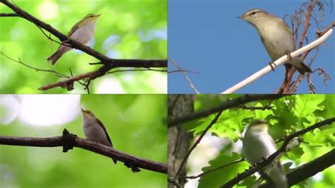 【窗外的小鸟摄影图片】家中生态摄影_lcyy305_太平洋电脑网摄影部落