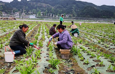安徽淮北：新型农业装备 引领科技种植|植物|装备|栽培_新浪新闻