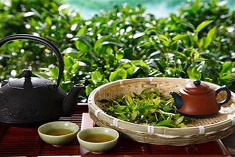 【中华茶史】不可不知的茶历史-饮茶文化-山西药茶网-茶的味道，药的功效
