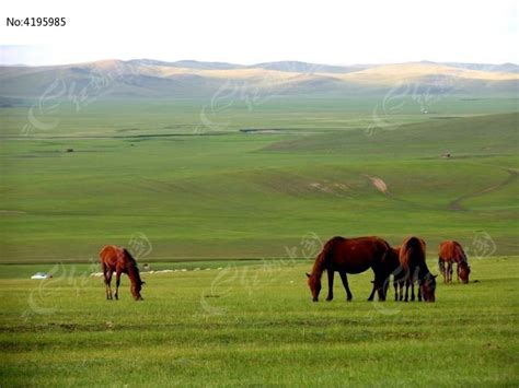 恬静的牧场马在吃草高清图片下载_红动网