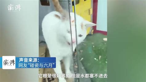 上海网友发现楼下小猫被困商店，每日借门缝送水喂食_凤凰网视频_凤凰网