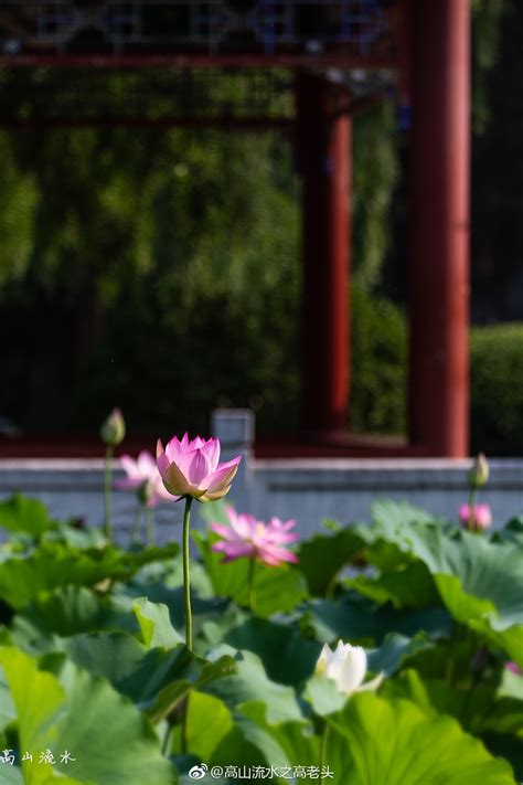 小阑干·去年人在凤凰池古诗原文及翻译赏析_元代萨都剌诗词全集 - 古诗文网