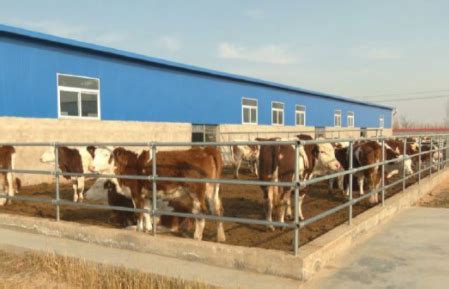 灵峰镇：肉牛养殖示范基地让村集体经济“牛”起来_发展